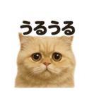 リアルなペルシャ猫の日常感情日記（個別スタンプ：16）