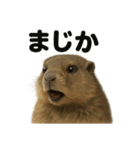 リアルすぎるマーモットの感情日記（個別スタンプ：4）