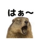 リアルすぎるマーモットの感情日記（個別スタンプ：6）