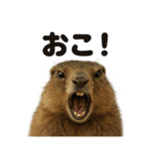 リアルすぎるマーモットの感情日記（個別スタンプ：9）