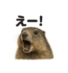 リアルすぎるマーモットの感情日記（個別スタンプ：14）