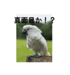 タイハクオウムのパクチー2（個別スタンプ：3）