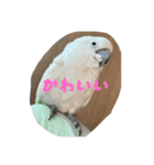 タイハクオウムのパクチー2（個別スタンプ：7）