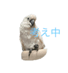 タイハクオウムのパクチー2（個別スタンプ：9）