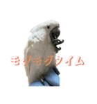 タイハクオウムのパクチー2（個別スタンプ：10）