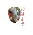 タイハクオウムのパクチー2（個別スタンプ：11）