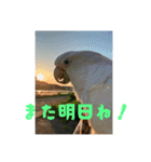 タイハクオウムのパクチー2（個別スタンプ：13）