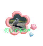 タイハクオウムのパクチー2（個別スタンプ：15）