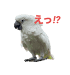タイハクオウムのパクチー2（個別スタンプ：16）