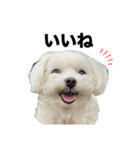 マルチーズ写真・デカ文字お返事スタンプ（個別スタンプ：1）