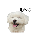 マルチーズ写真・デカ文字お返事スタンプ（個別スタンプ：2）
