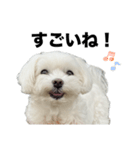 マルチーズ写真・デカ文字お返事スタンプ（個別スタンプ：9）