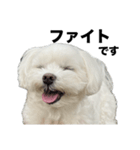 マルチーズ写真・デカ文字お返事スタンプ（個別スタンプ：10）