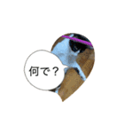 Ongaisimasuuuu（個別スタンプ：11）