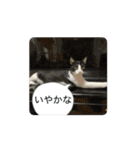 Ongaisimasuuuu（個別スタンプ：13）
