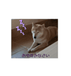 あずき 柴犬 2（個別スタンプ：2）