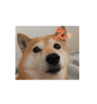 あずき 柴犬 2（個別スタンプ：3）