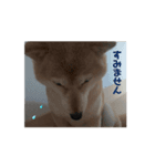 あずき 柴犬 2（個別スタンプ：4）