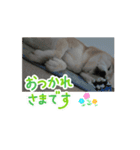あずき 柴犬 2（個別スタンプ：5）