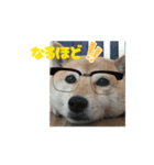 あずき 柴犬 2（個別スタンプ：6）