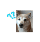 あずき 柴犬 2（個別スタンプ：7）
