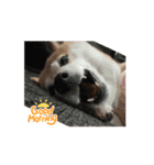 あずき 柴犬 2（個別スタンプ：8）