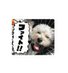 マルプーのむぎ02（個別スタンプ：8）