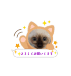 あずき＆くるみのスタンプ（個別スタンプ：4）