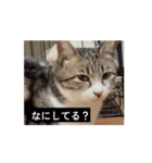 ありちゃんちのねこノリノリバージョン（個別スタンプ：1）