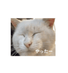 ありちゃんちのねこノリノリバージョン（個別スタンプ：2）