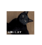 ありちゃんちのねこノリノリバージョン（個別スタンプ：3）
