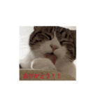 ありちゃんちのねこノリノリバージョン（個別スタンプ：4）