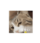 ありちゃんちのねこノリノリバージョン（個別スタンプ：5）