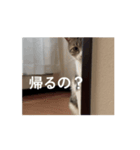 ありちゃんちのねこノリノリバージョン（個別スタンプ：7）