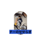 劇場版チー（個別スタンプ：8）