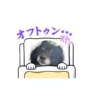 ころすけ16歳、ポメラニアン？やってます！（個別スタンプ：1）