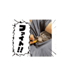 ころすけ16歳、ポメラニアン？やってます！（個別スタンプ：2）