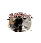 ころすけ16歳、ポメラニアン？やってます！（個別スタンプ：5）
