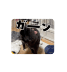 ころすけ16歳、ポメラニアン？やってます！（個別スタンプ：6）