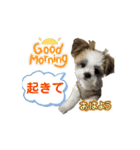 mix犬の挨拶スタンプ（個別スタンプ：2）