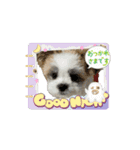 mix犬の挨拶スタンプ（個別スタンプ：3）
