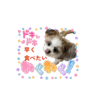 mix犬の挨拶スタンプ（個別スタンプ：6）