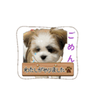 mix犬の挨拶スタンプ（個別スタンプ：10）