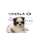 mix犬の挨拶スタンプ（個別スタンプ：13）