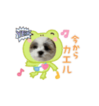 mix犬の挨拶スタンプ（個別スタンプ：15）