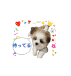mix犬の挨拶スタンプ（個別スタンプ：16）