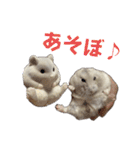 こめすたぴのすたすたすたんぷ（個別スタンプ：2）