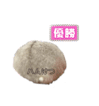 こめすたぴのすたすたすたんぷ（個別スタンプ：9）