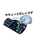 こめすたぴのすたすたすたんぷ（個別スタンプ：10）