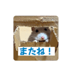 こめすたぴのすたすたすたんぷ（個別スタンプ：14）